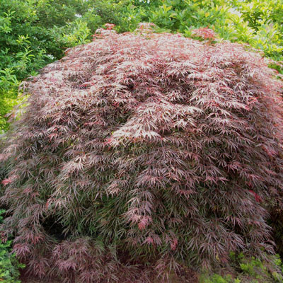 MAPLE, JAP. GARNET 10 GAL