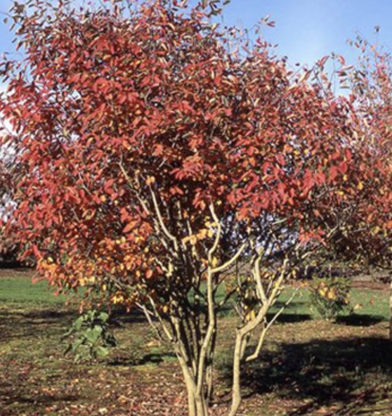 Autumn Brilliance Clump Serviceberry Tree 10G