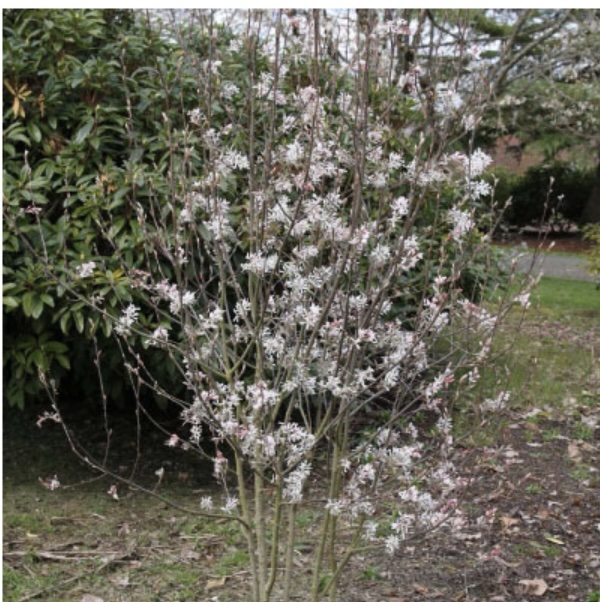 Robin Hill Serviceberry Tree 1.75"