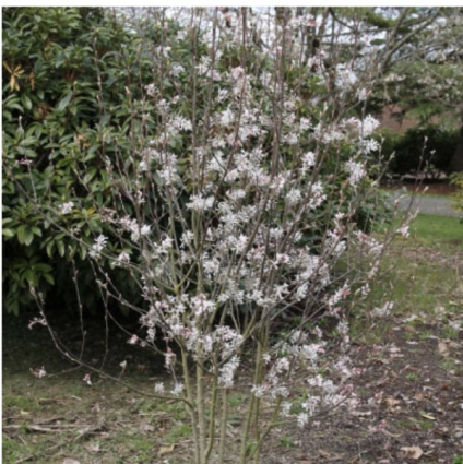 Robin Hill Serviceberry Tree 5'