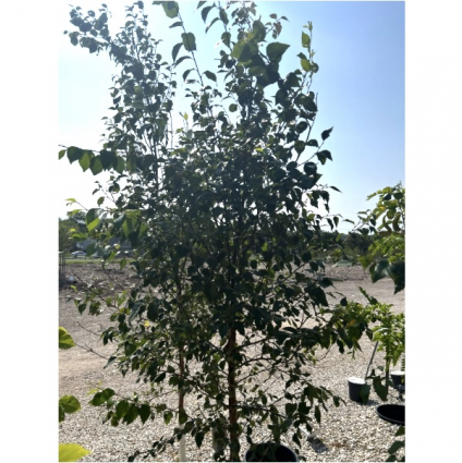 Spring Fling Serviceberry Tree 7G