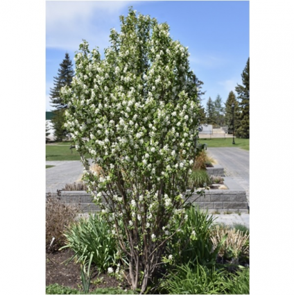 Standing Ovation Serviceberry Tree 10G