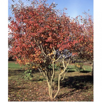 Autumn Brilliance Clump Serviceberry Tree 6'