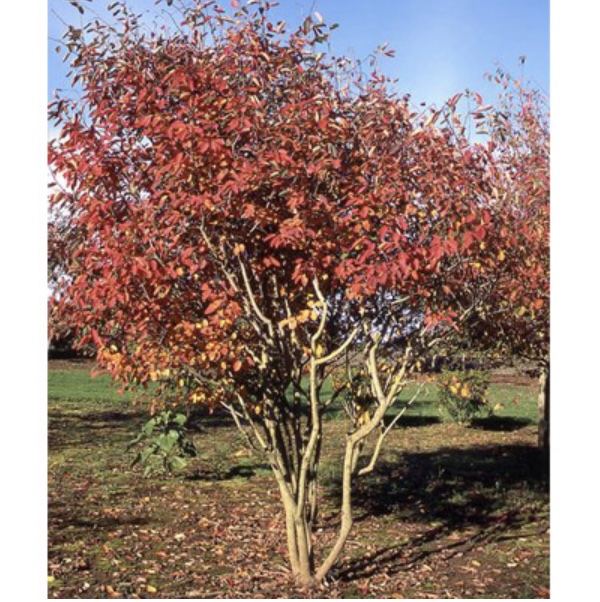 Autumn Brilliance Clump Serviceberry Tree 8'