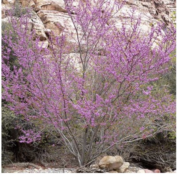 Clump Red Bud Tree 15G