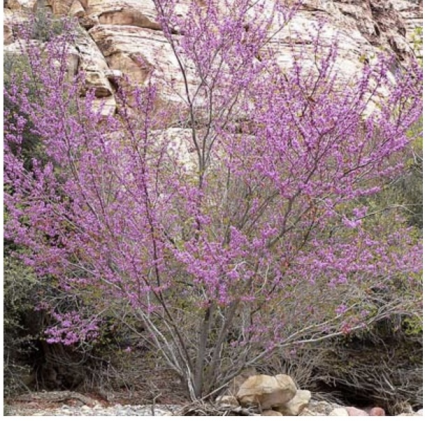 Clump Redbud Tree 2.5"