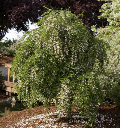 Japanese Snowbell 7G
