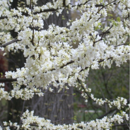 Whitebud Tree 2"