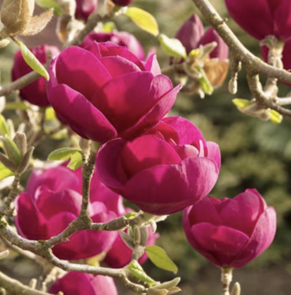 Black Tulip Magnolia Tree 10G