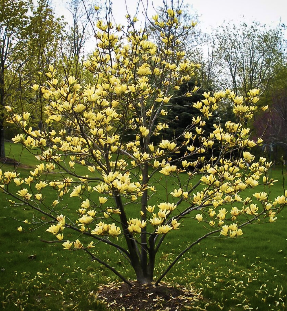 Butterflies Magnolia Tree 10G