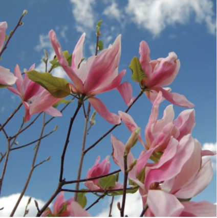 Daybreak Magnolia Tree 6'