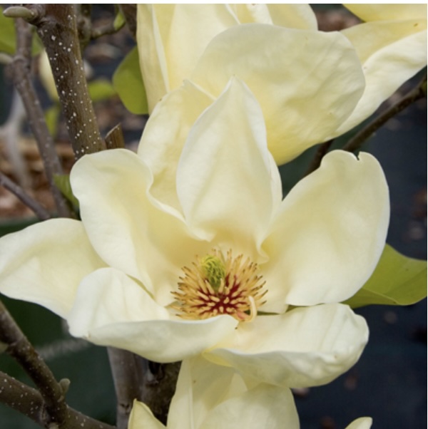 Elizabeth Magnolia Tree 3-5G