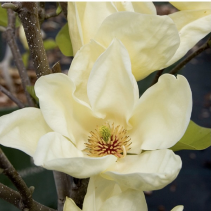 Elizabeth Magnolia Tree 6'