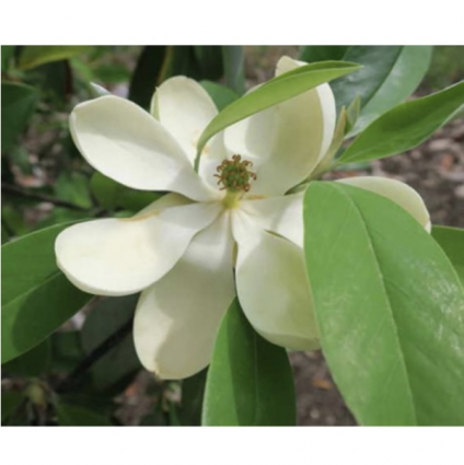 Green Shadow Magnolia Tree 10G