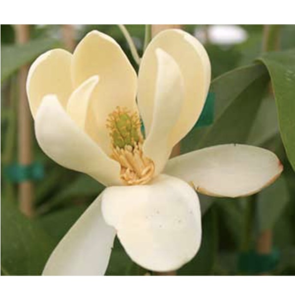 Moonglow Magnolia Tree 1.75"