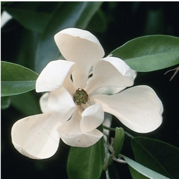 Sweetbay Magnolia Tree 2.5"