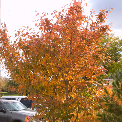 SERVICEBERRY, AUT BRILL 1.5"