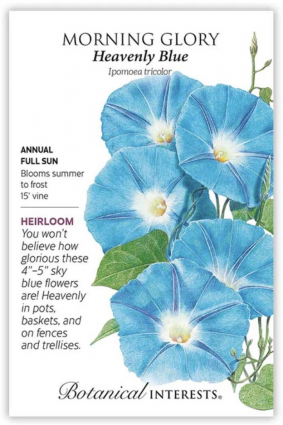 Heavenly Blue Morning Glory Seeds