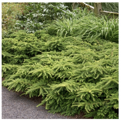 Emerald Spreader Yew  2G