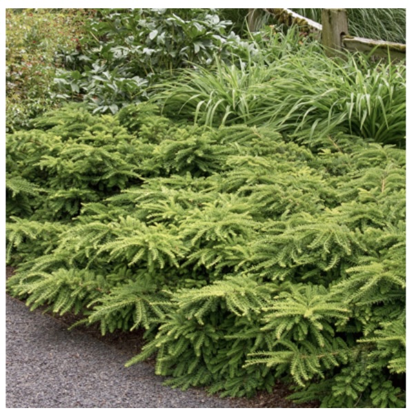  Emerald Spreader Yew 3-5G