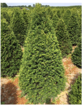 Capitata Yew 2.5'