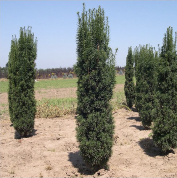 Fastigiata Yew 5G