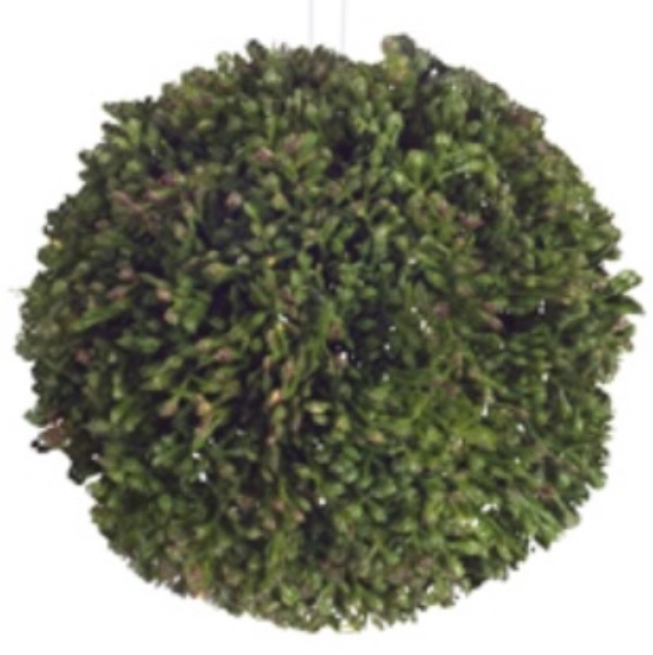 Small Green Sedum Orb