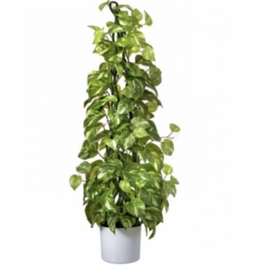  Pothos Green & White Climbing 3'