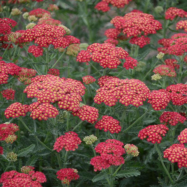 Firefly Red Pop Yarrow
