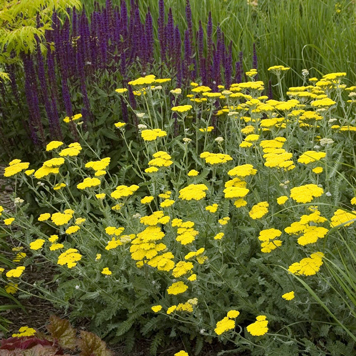 Moonshine Yarrow