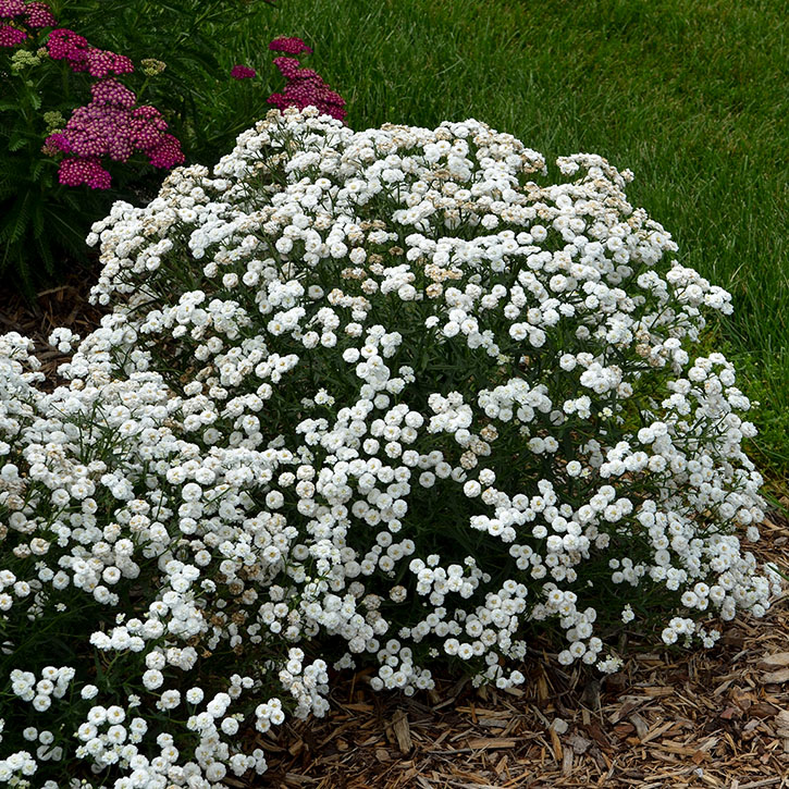 Peter Cottontail Yarrow