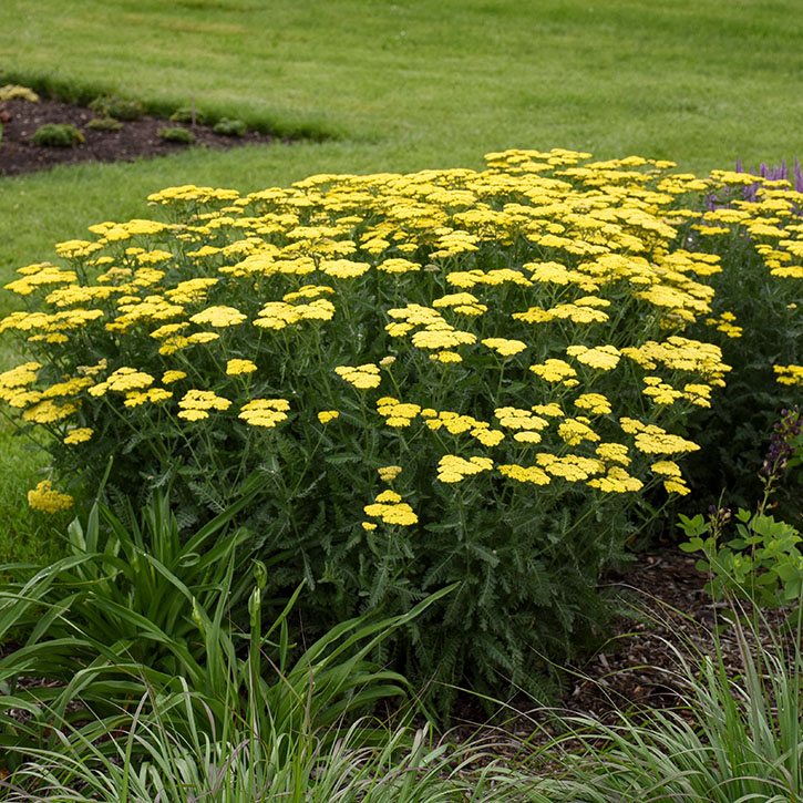 Sassy Summer Lemon Yarrow