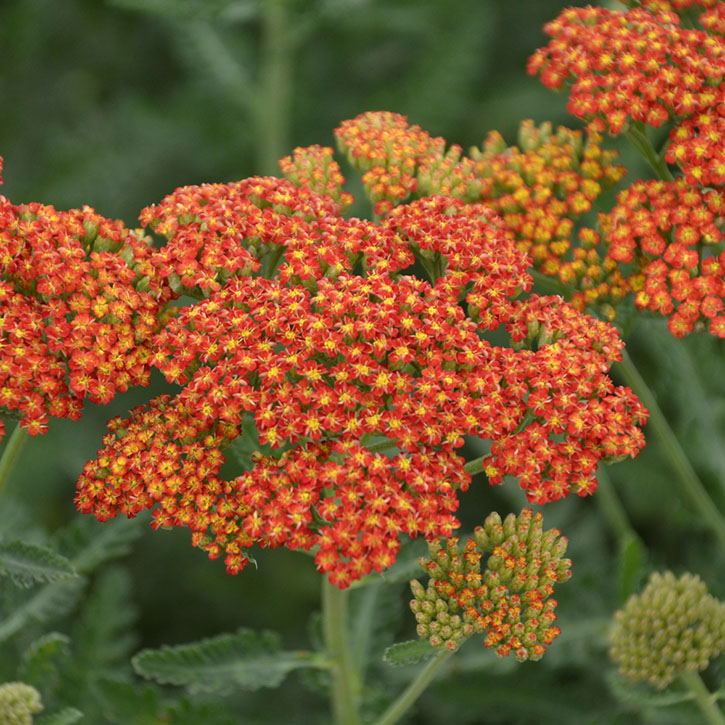 Sassy Summer Sunset' Yarrow