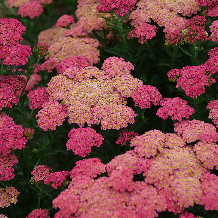 Sassy Summer Taffy Yarrow