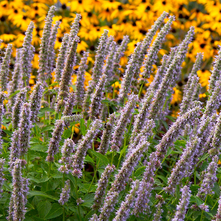 Blue Fortune Agastache