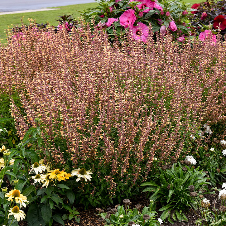 Queen Nectarine Agastache