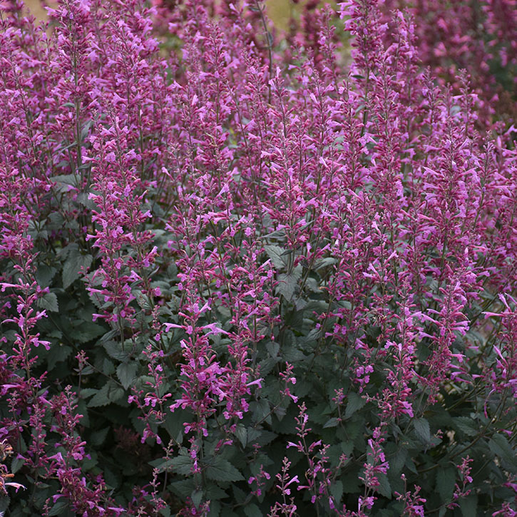Royal Raspberry Agastache