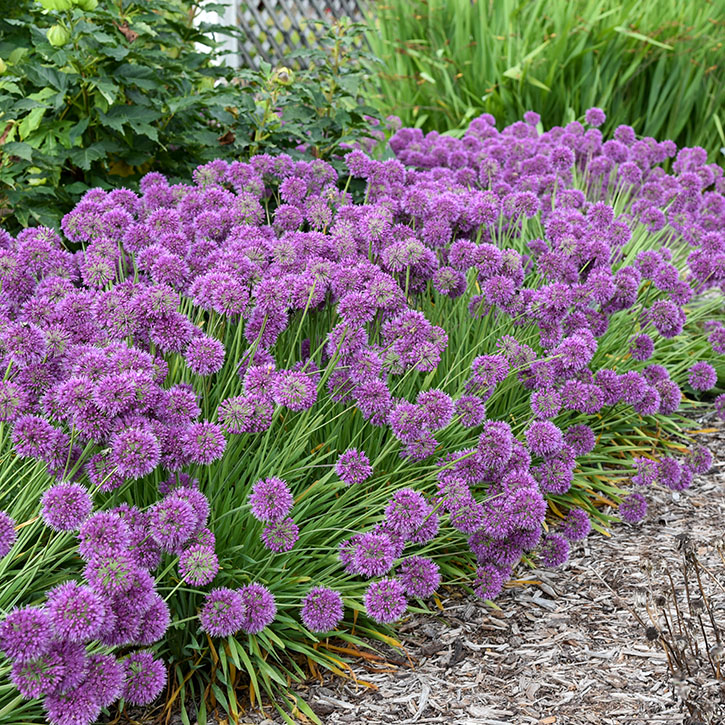 Lavender Bubbles Allium