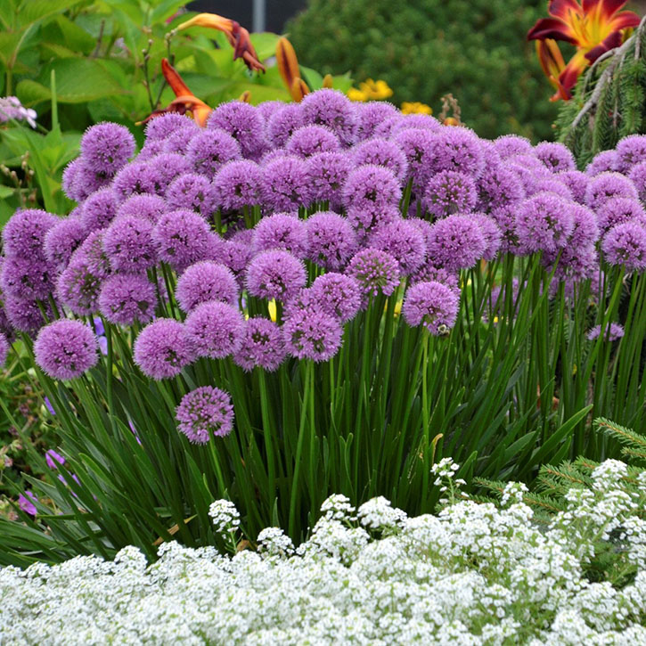 Millenium Allium