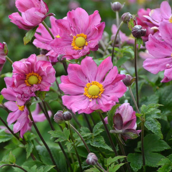 Curtain Call Deep Rose Anemone