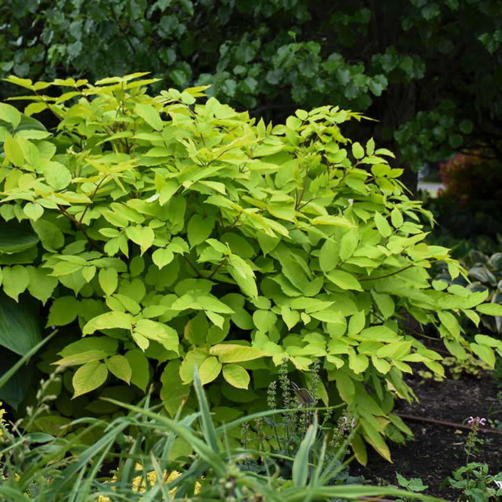 Sun King Aralia