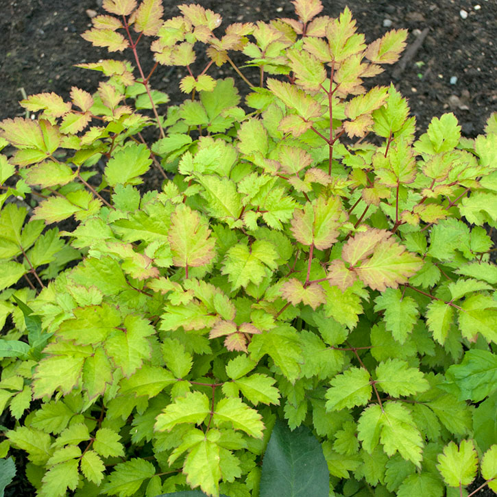 Amber Moon Astilbe