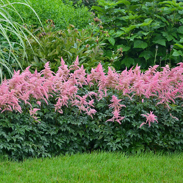 Bressingham Beauty Astilbe