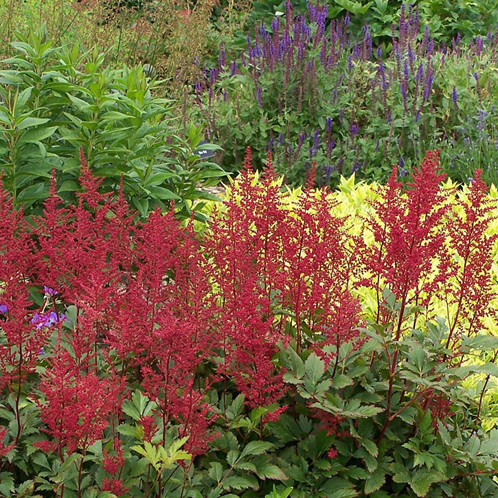 Red Sentinel Astilbe