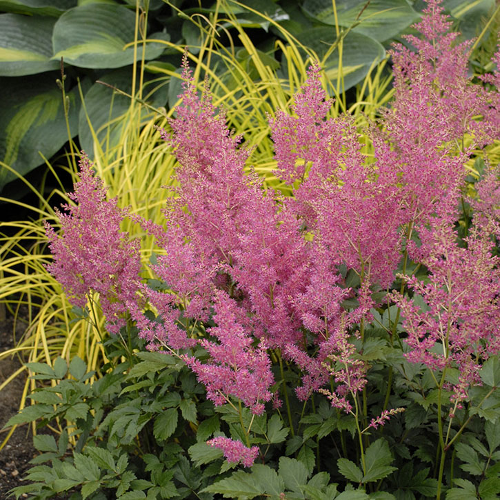 Rheinland Astilbe