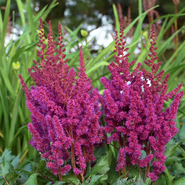 Vision in Red Astilbe