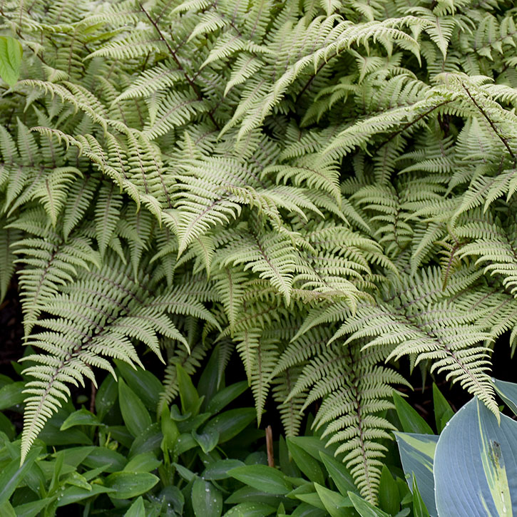 Ghost Painted Fern