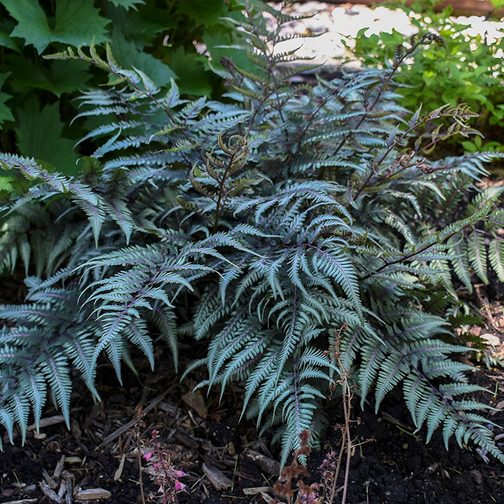 Godzilla Painted Fern