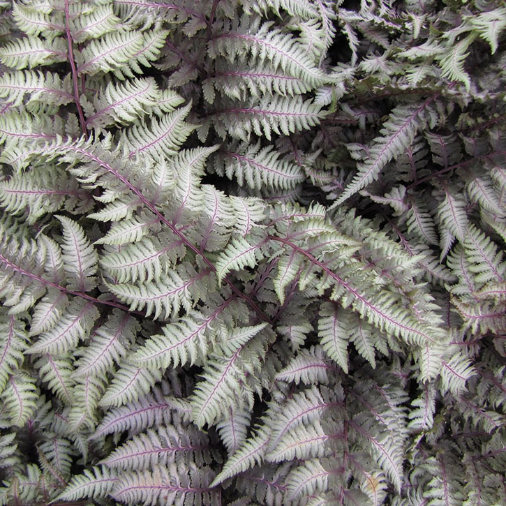 Regal Red Painted Fern