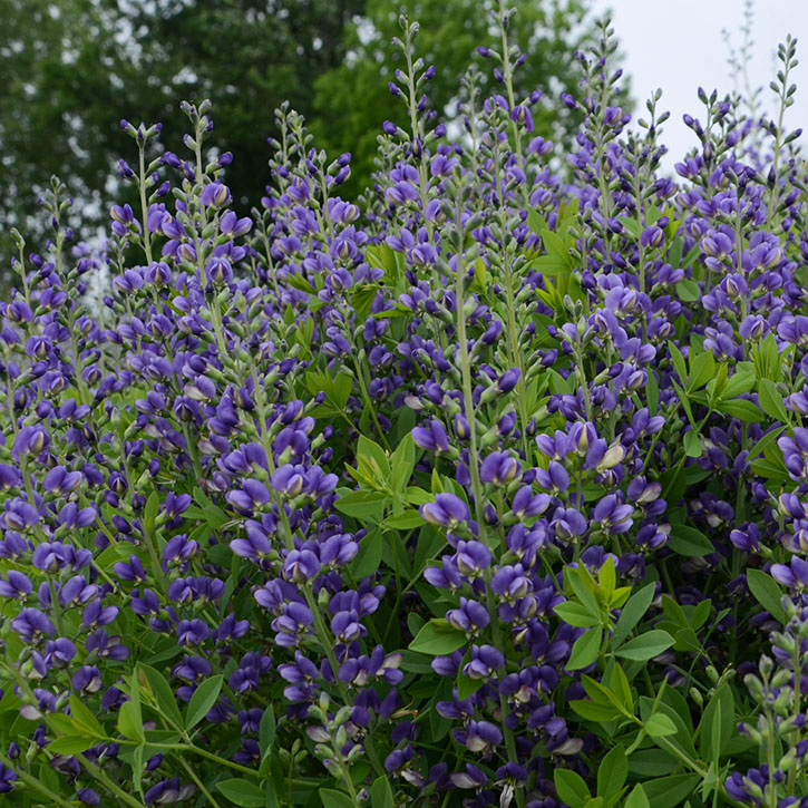 Blueberry Sundae False Indigo